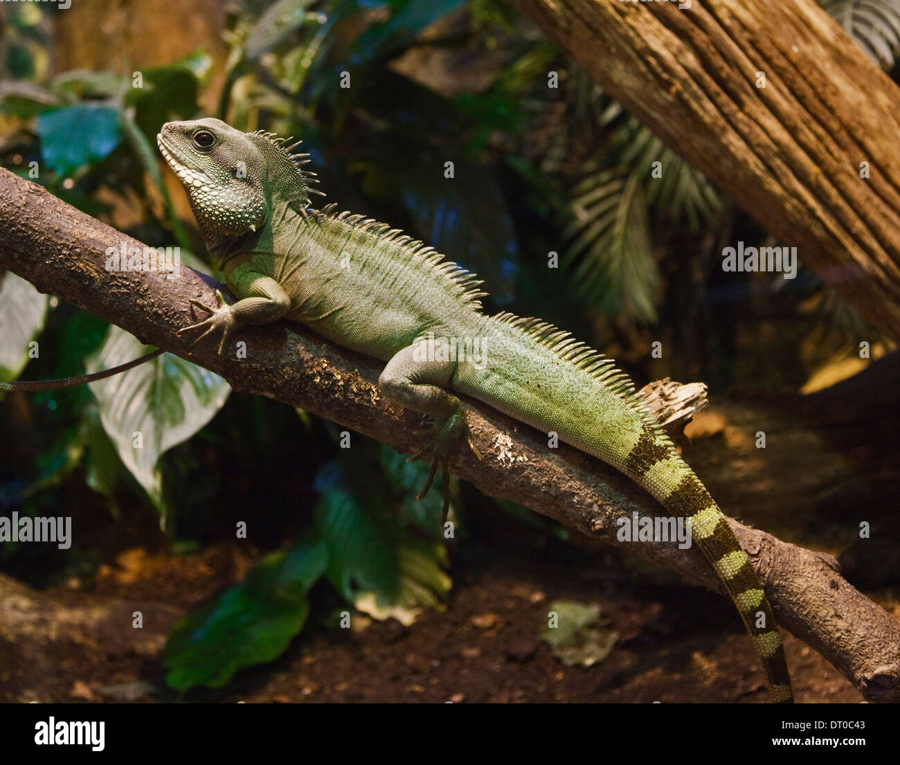 Oriental Water Dragon (Physignathus Cocincinus) männlich Stockfoto