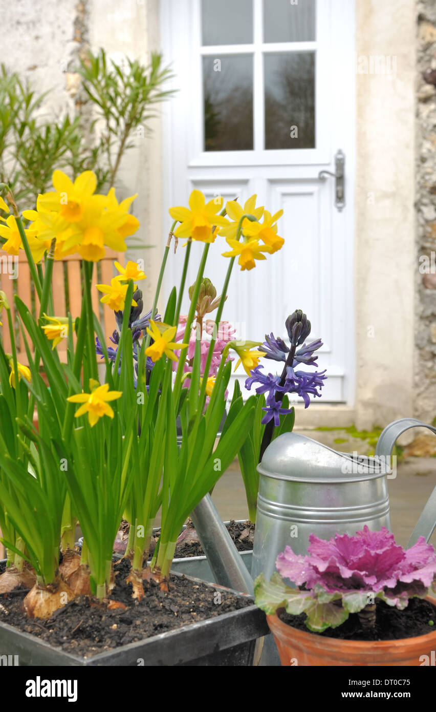 Blumen im Frühling vor der Tür des Hauses Stockfoto