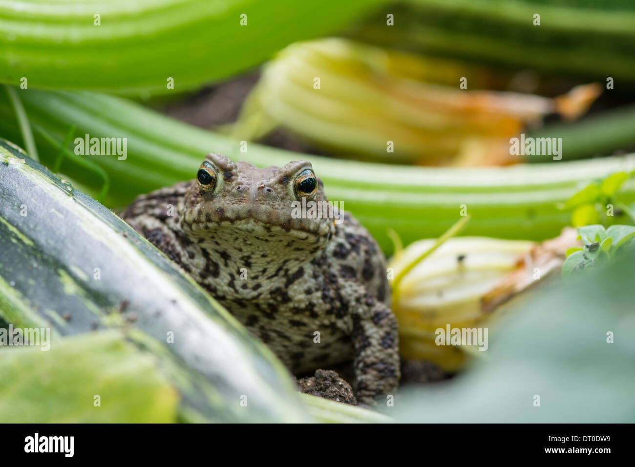 Gemeinsamen Kröte England Juli Bufo Bufo warten auf Beute Amonst Basis der Garten Zucchini Pflanze Stockfoto