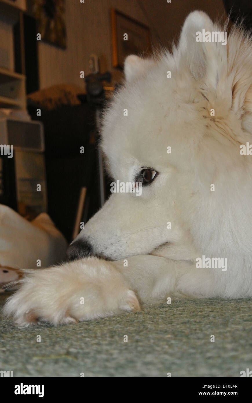 Samoyed Hund ruht Stockfoto