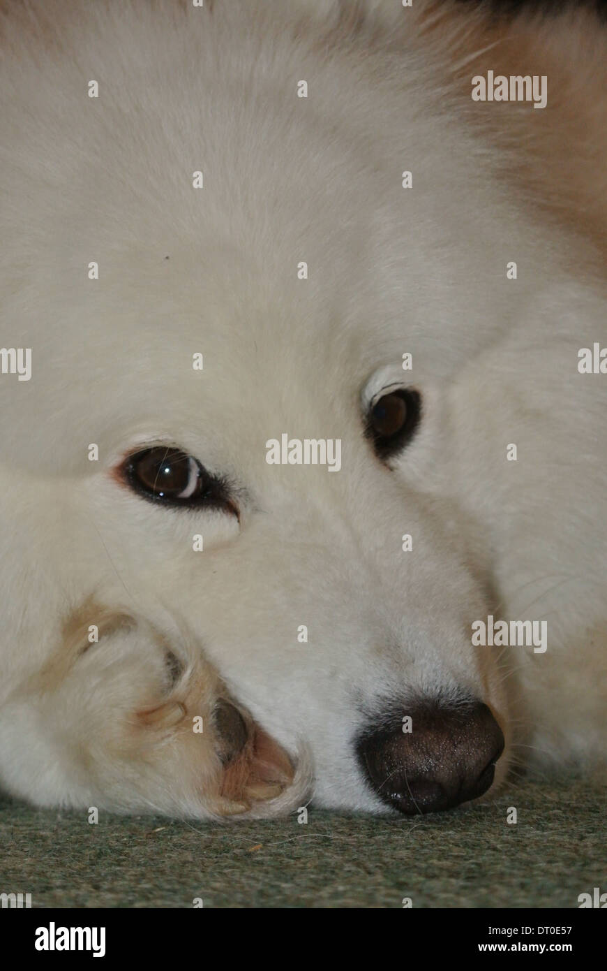 Samoyed Hund erholend Stockfoto