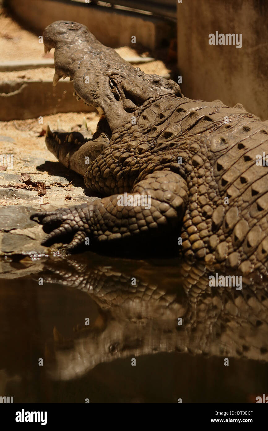 Krokodile (Unterfamilie Crocodylinae) oder echten Krokodile sind große aquatische Reptilien Stockfoto