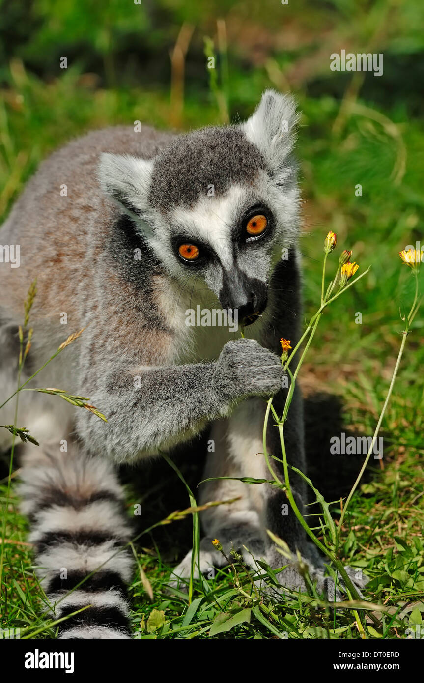 Katta (Lemur Catta) Stockfoto