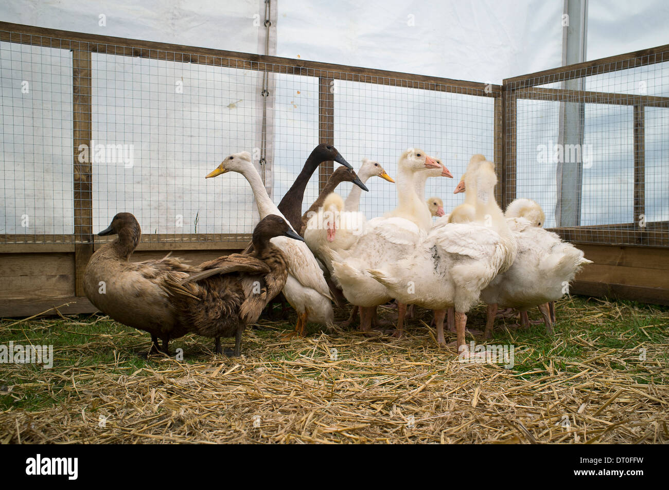 Enten und Gänse in einem Stift auf ein Land zeigen. Stockfoto