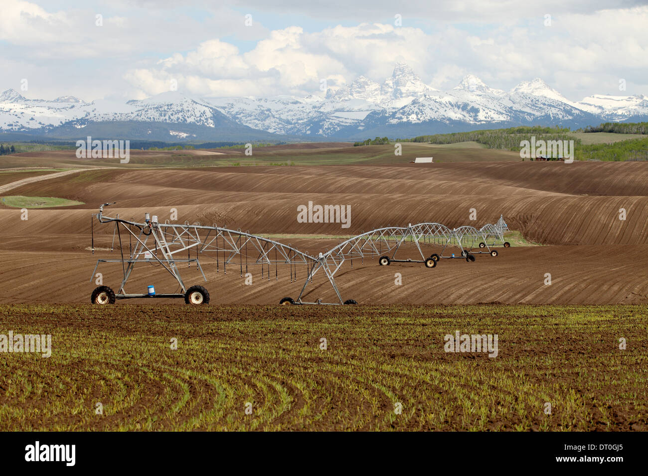Eine Mitte Drehpunkt Sprinkleranlage in einem frisch gepflanzten Weizenfeld mit die Teton Mountains im Hintergrund. Stockfoto