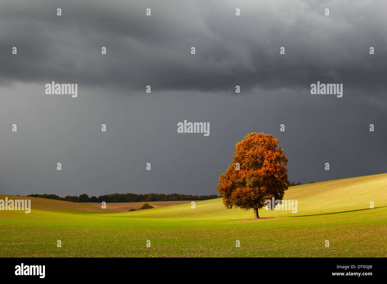 Flüchtige Sonnenlicht auf ein einsamer Herbst Baum mit dramatischen Himmel overhead Stockfoto