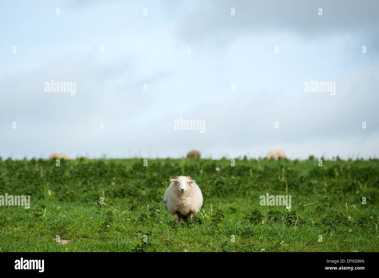 Ein Schaf (Ovis Aries) Stockfoto