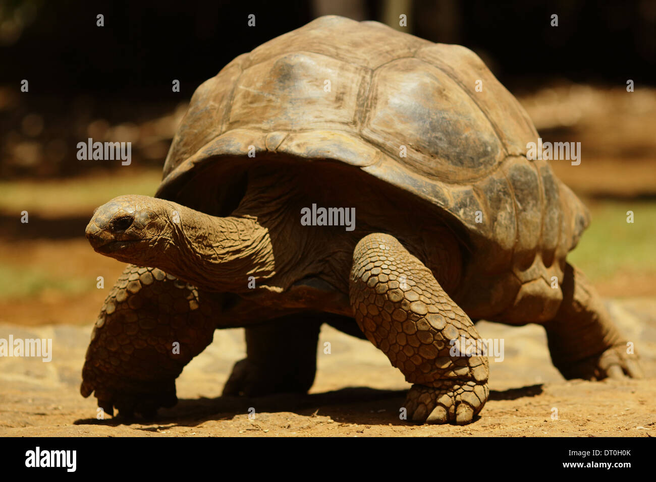 Schildkröten sind eine Familie von Land lebende Reptilien im Auftrag Testudines. Wie andere Schildkröten, Schildkröten Stockfoto