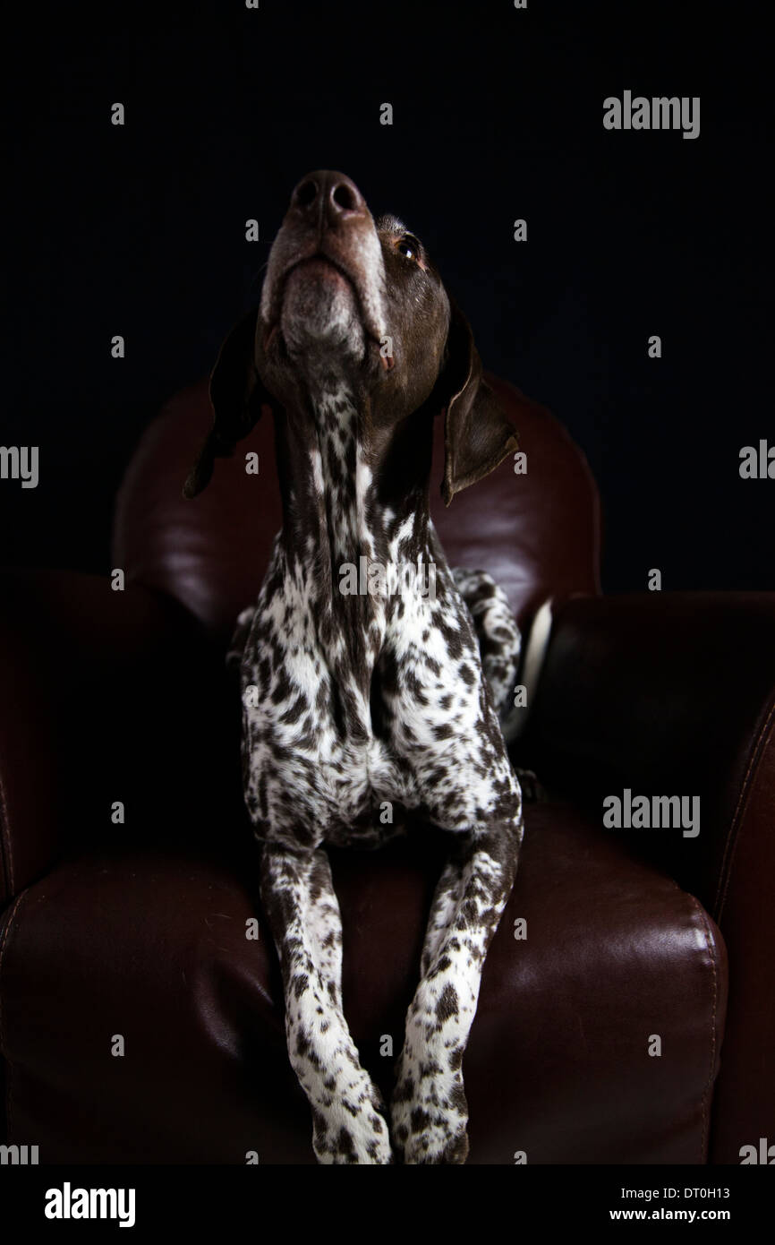 Hund Mit Schwarzen Spitzen Ohren -Fotos Und -Bildmaterial In Hoher Auflsung - Seite 2 - Alamy