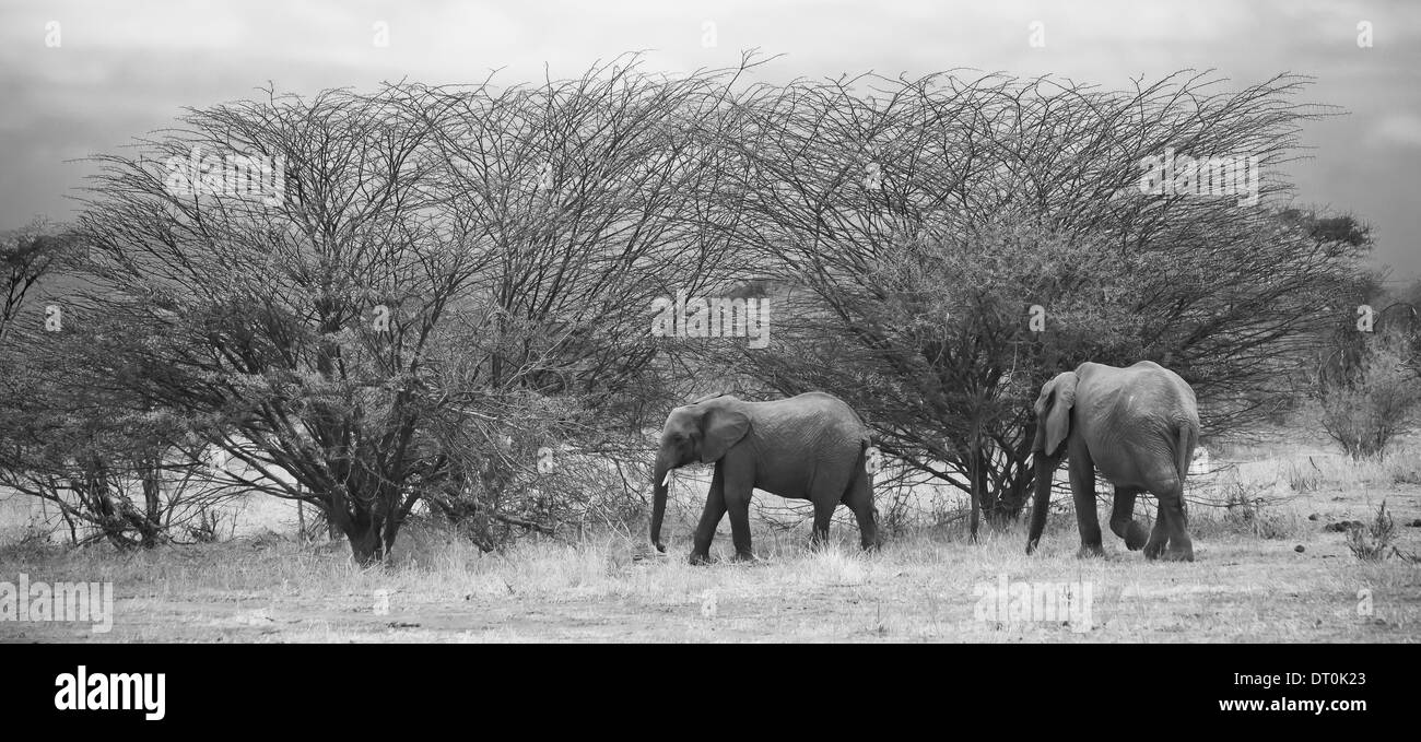 zwei Elefanten auf der Suche nach Nahrung in Tarangire National Park, Tansania Stockfoto