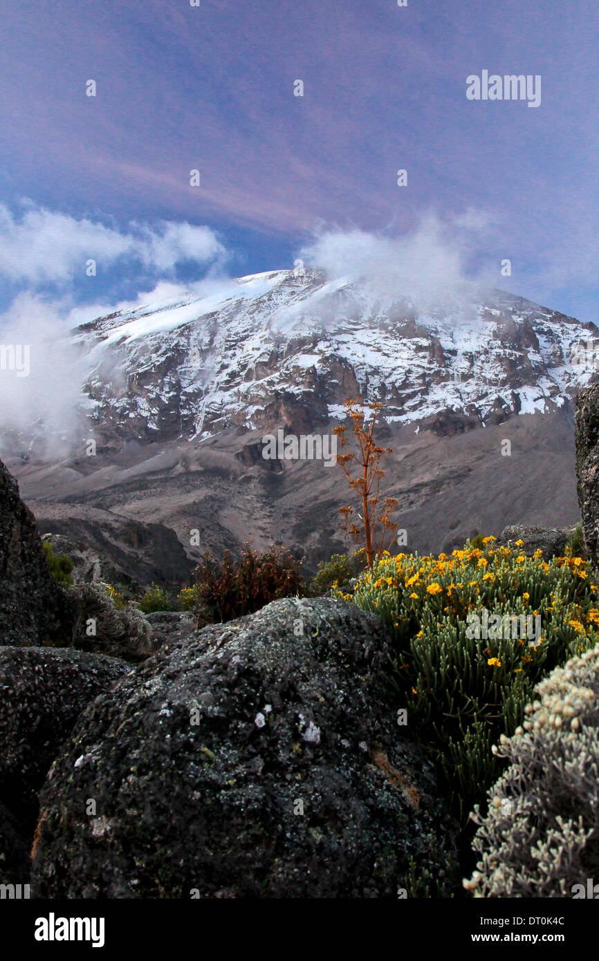 Mount Kilimanjaro bei Sonnenuntergang im Karanga Camp mit wilden Blumen Stockfoto