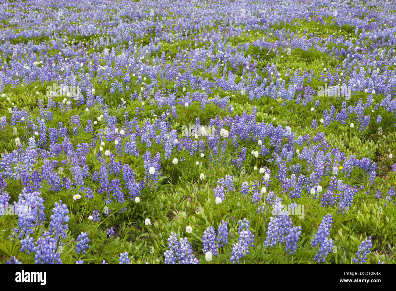 Washington State USA Bereich der blühenden Lupinen Wildblumen Stockfoto