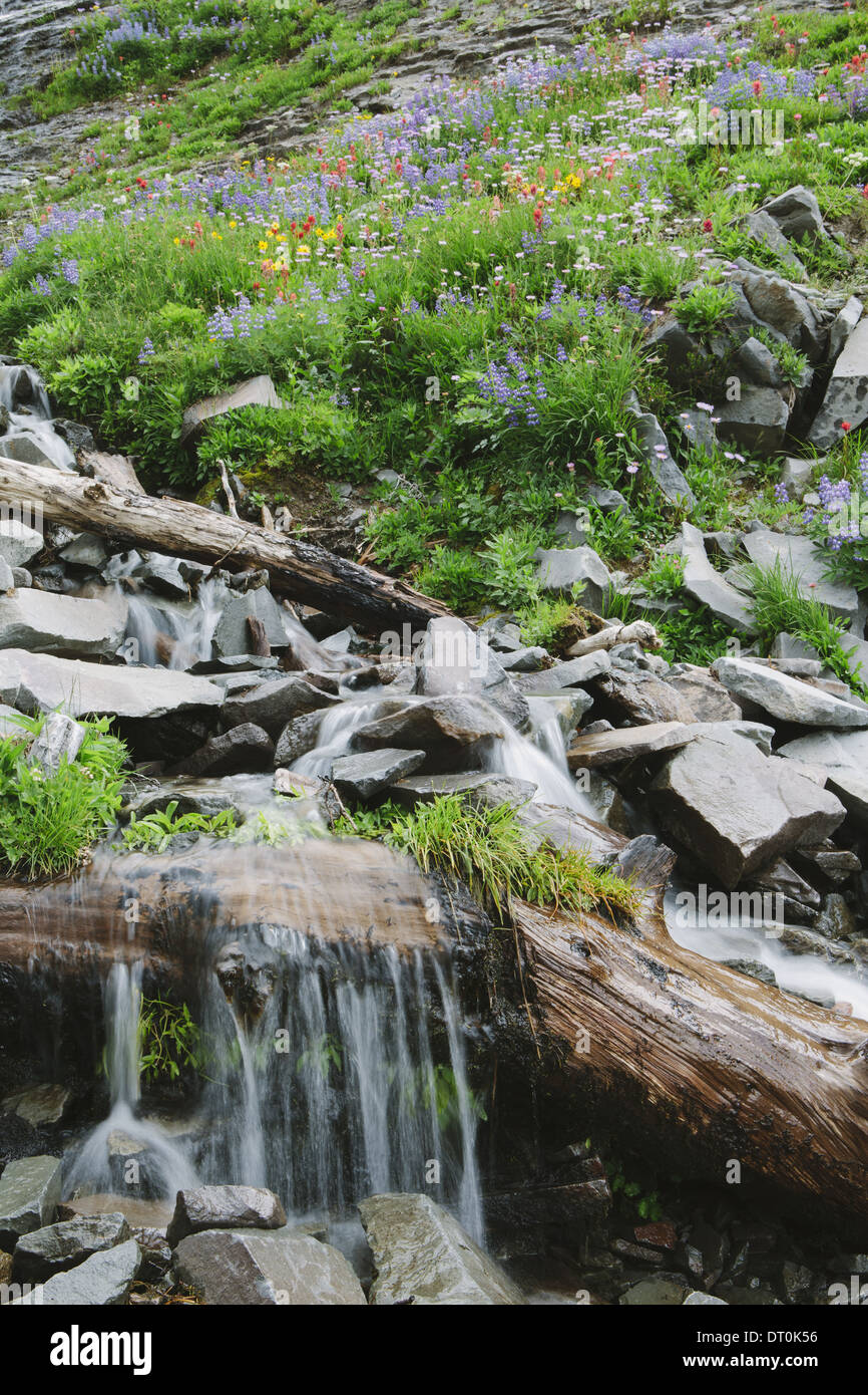 Washington State USA Cascading Wasserfall und blühenden Wildblumen Stockfoto