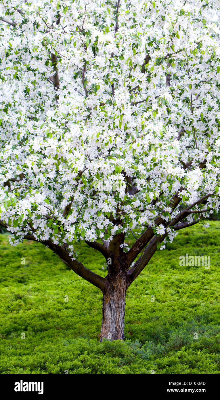 Blüten auf einem Apfelbaum Stockfoto