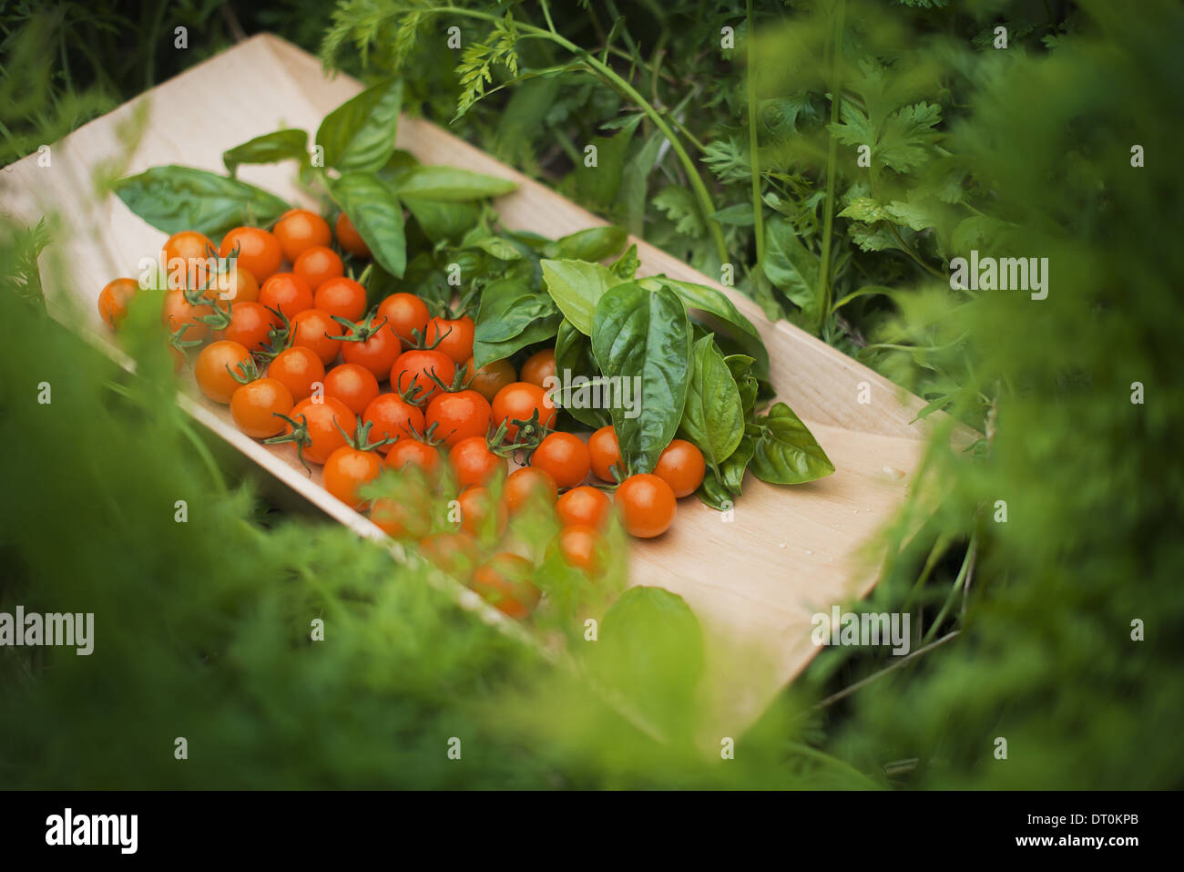 Woodstock New York USA Holztablett rote Cherry-Tomaten und Basilikum Stockfoto