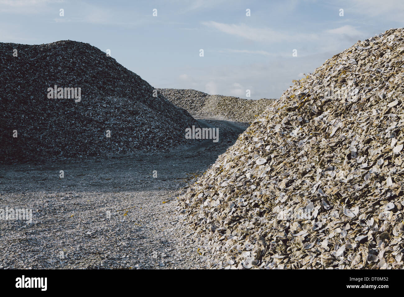 Oysterville Washington USA Road durch Pfähle von ausrangierten Austernschalen Stockfoto