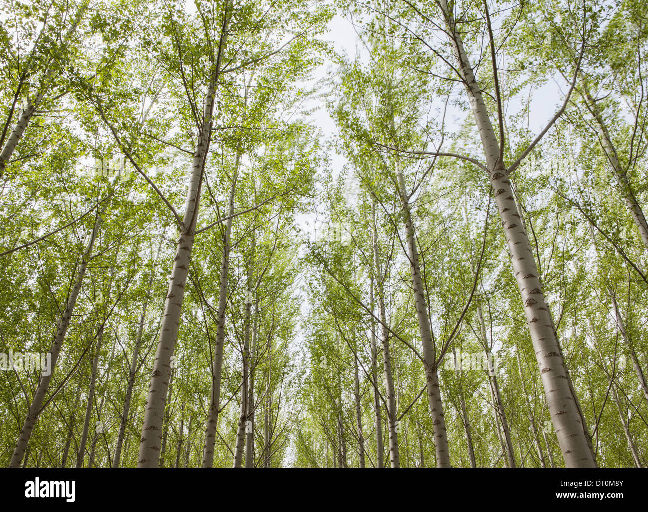 Oregon USA Pappel-Plantage gerade Baumstämme weiße Rinde Stockfoto