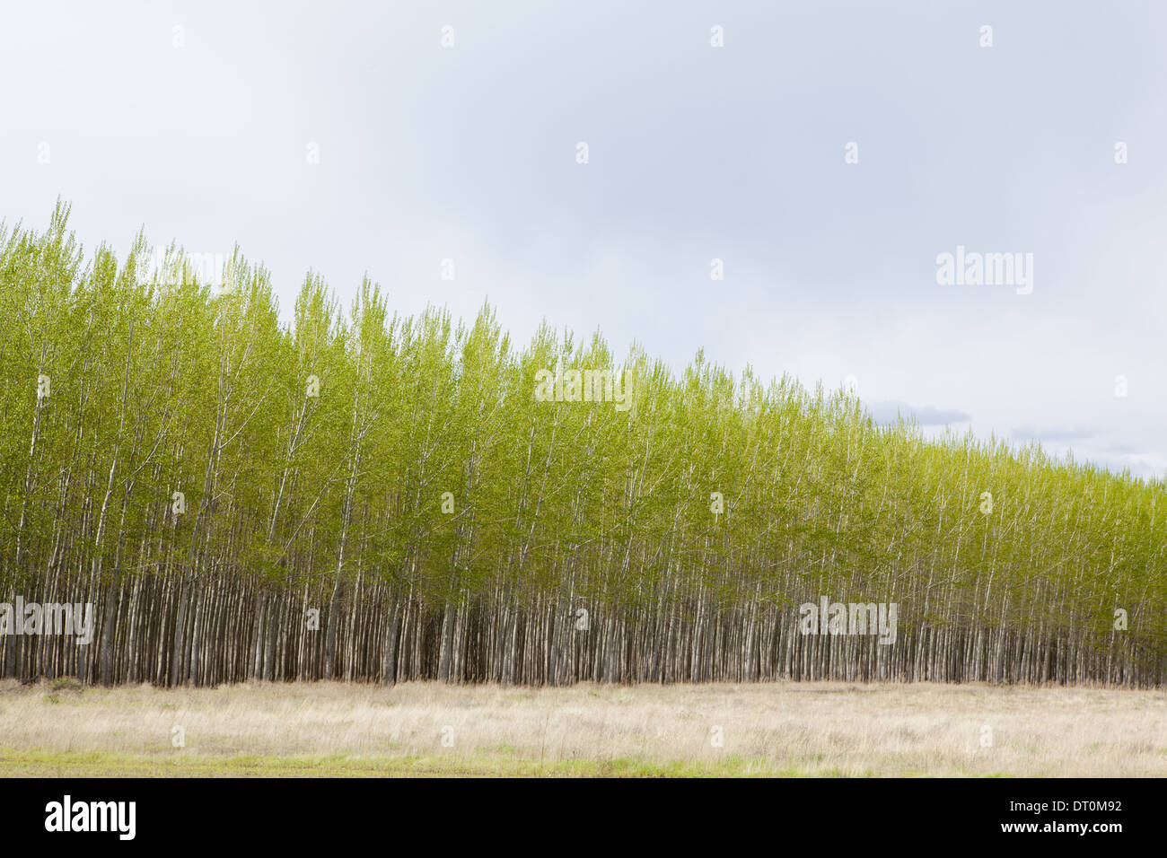 Oregon USA Pappel-Plantage gerade Baumstämme weiße Rinde Stockfoto
