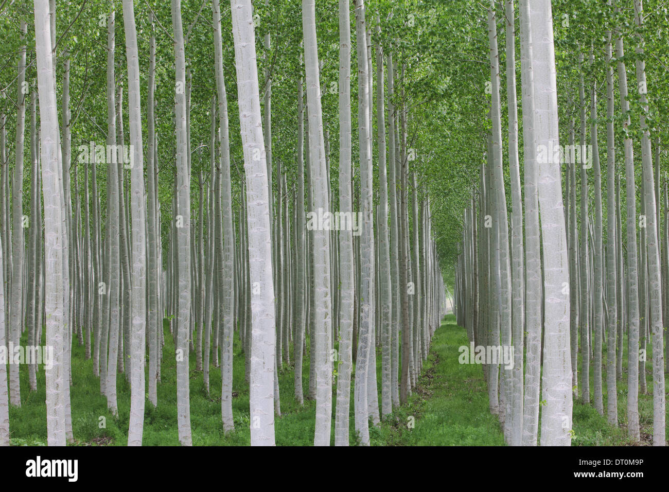 Oregon USA Pappel-Plantage gerade Baumstämme weiße Rinde Stockfoto