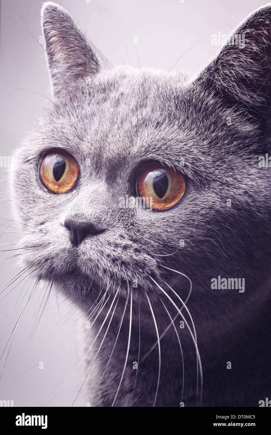 Porträt des grauen britische Kurzhaarkatze mit leuchtend gelben Augen closeup Stockfoto