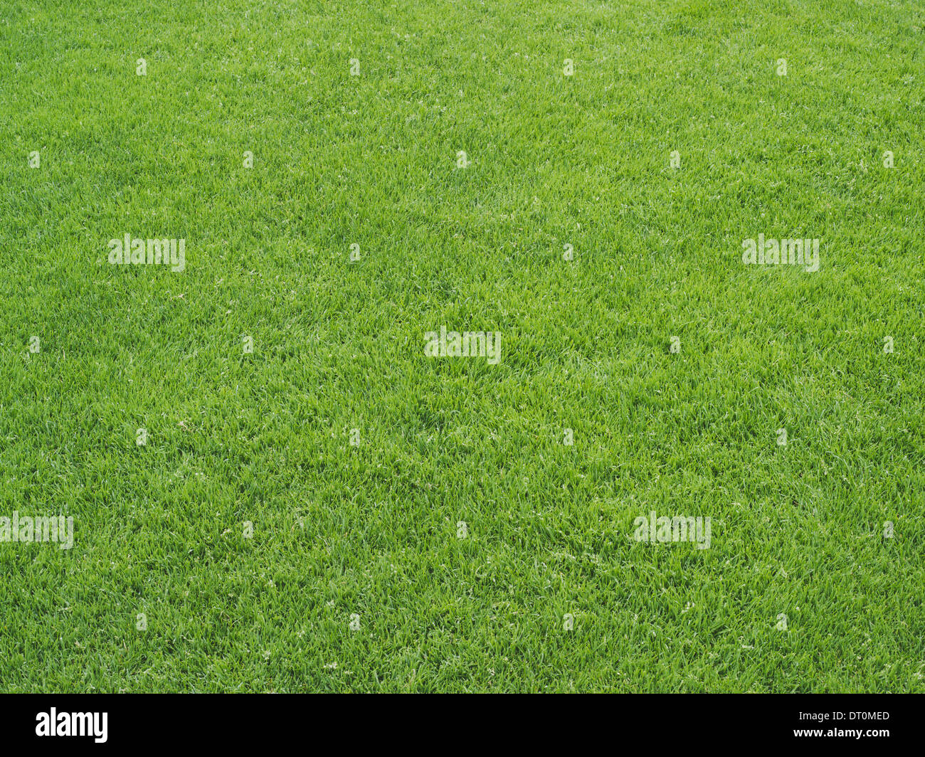 Washington USA grüne Rasenfläche auf einem Leichtathletik-Sportplatz Stockfoto