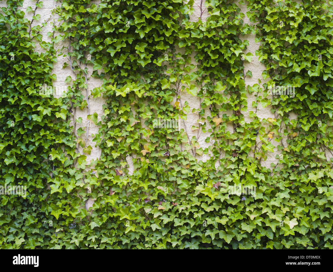Washington USA Efeu wachsen üppige Pflanze auf Ziegelmauer Stockfoto