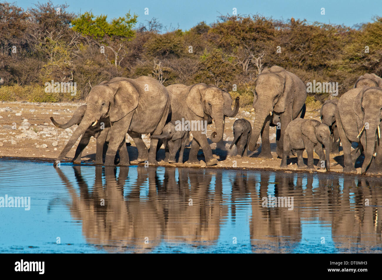 Herde von afrikanischen Elefanten, Loxodonta Africana, mit Reflexion in einem Wasserloch, Etosha NP, Namibia, West-Afrika Stockfoto