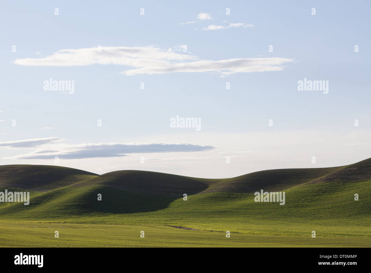 Washington USA rollende grüne Hügel und bewirtschafteten Flächen in der Abenddämmerung Stockfoto