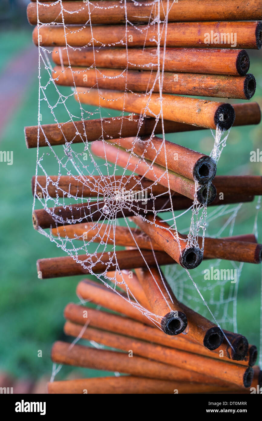 Frostigen Spinnen Web auf mobilen Garten Stockfoto