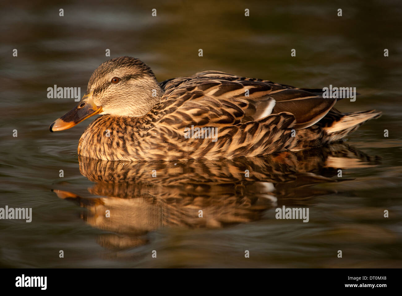 Eine weibliche Stockente oder wilde Ente (Anas Platyrhynchos) Stockfoto