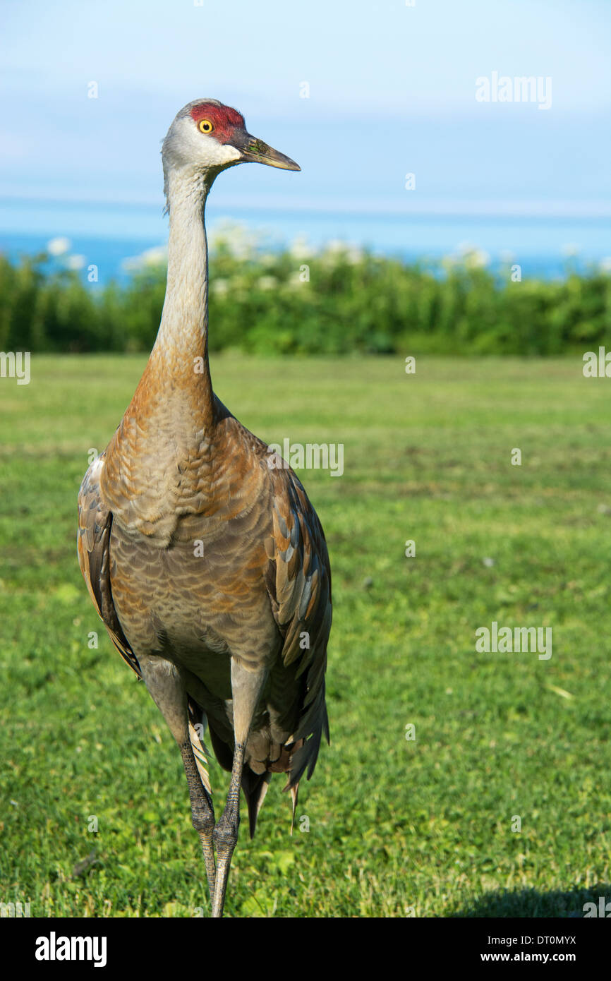 Geringerem Sandhill Kran Grus Canadensis Canadensis, Homer, Alaska, USA Stockfoto