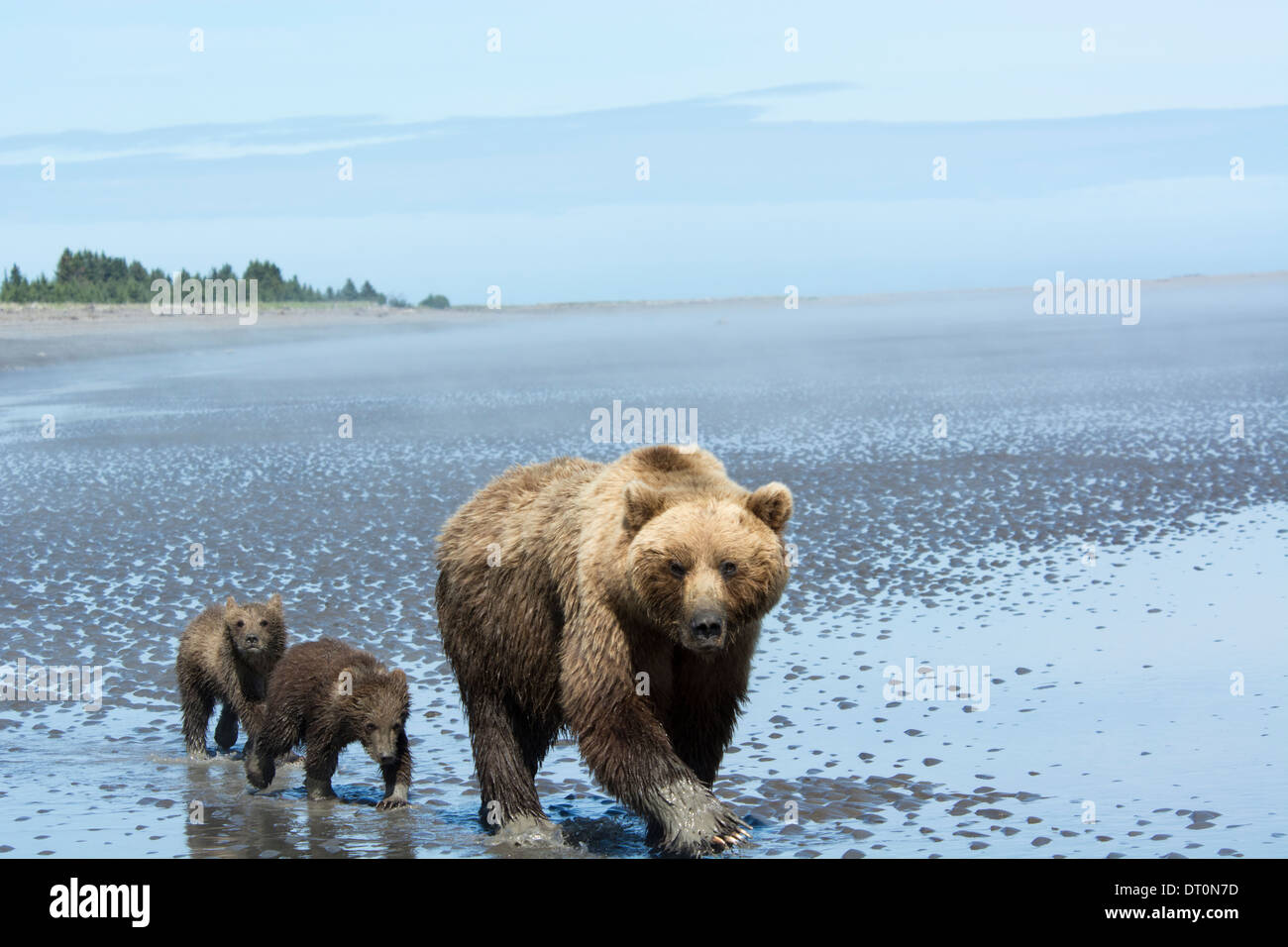 Grizzly Bear säen mit zwei Frühling Cubs, Ursus Arctos, zu Fuß auf den Wattflächen des Cook Inlet, Alaska, USA Stockfoto