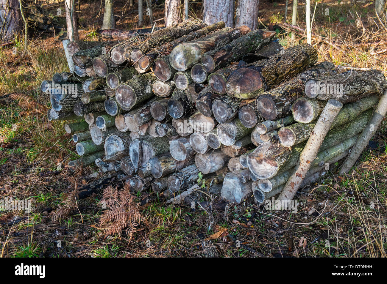 Tierwelt-Holzstapel Stockfoto