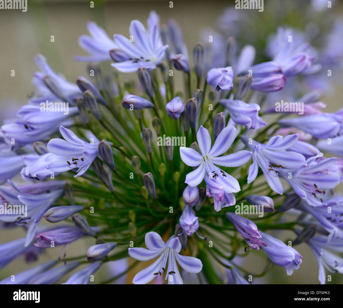 Agapanthus Umbellatus Africanus Schmucklilie blau lila Blume Flowerhead Blumen Blüte blühenden Cluster Wildtiere freundlich Stockfoto