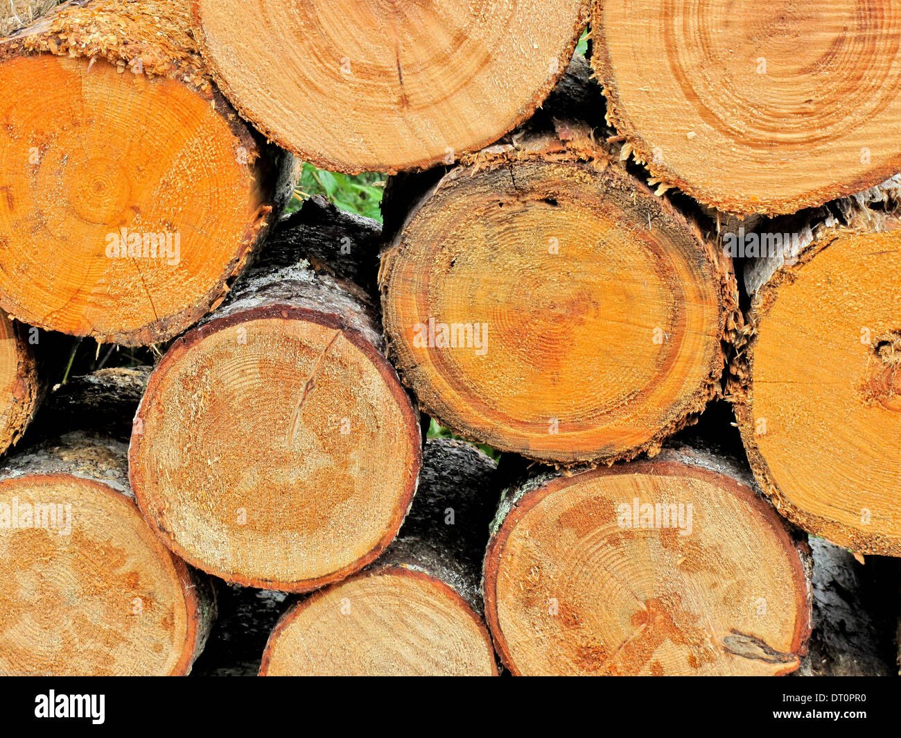 frisch gefällte Bäume Stockfoto