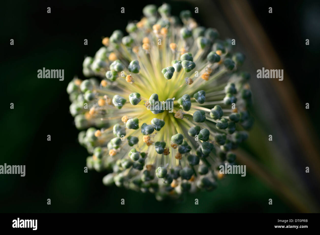 Allium Seedhead beleuchtete Sidelit Hintergrundbeleuchtung Pflanzensamen Samen Aussaat Pflanze Garten Gartenbau sphärische Kugel Globe Runde Stockfoto