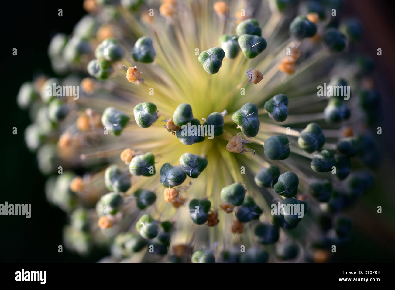 Allium Seedhead beleuchtete Sidelit Hintergrundbeleuchtung Pflanzensamen Samen Aussaat Pflanze Garten Gartenbau sphärische Kugel Globe Runde Stockfoto
