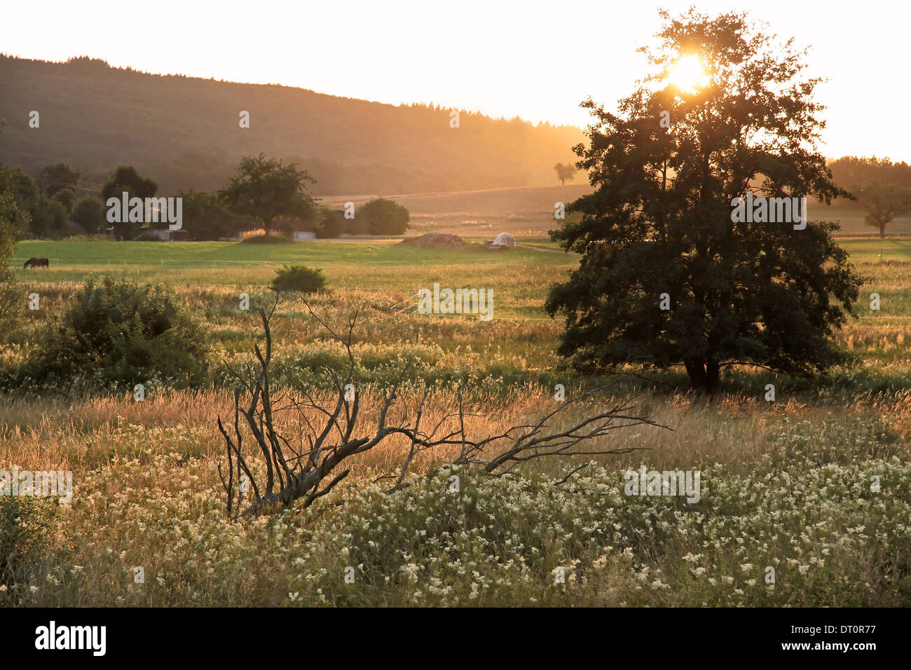 Natürliche Wiese mit Abendlicht im Taunus, Deutschland Stockfoto