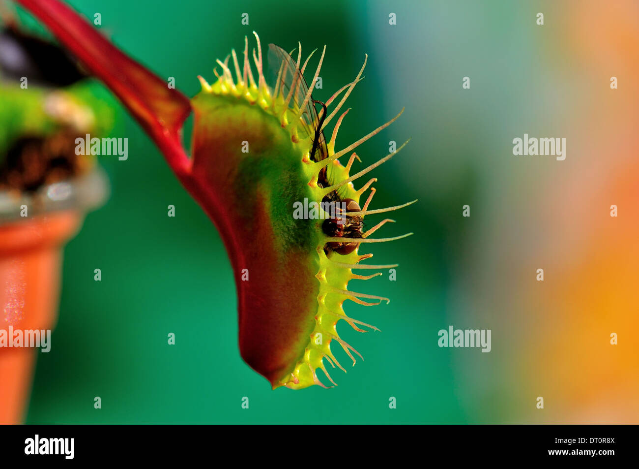 Nahaufnahme von einer Venusfliegenfalle Dionaea Muscipula mit einer aufgezeichneten Fliege Stockfoto