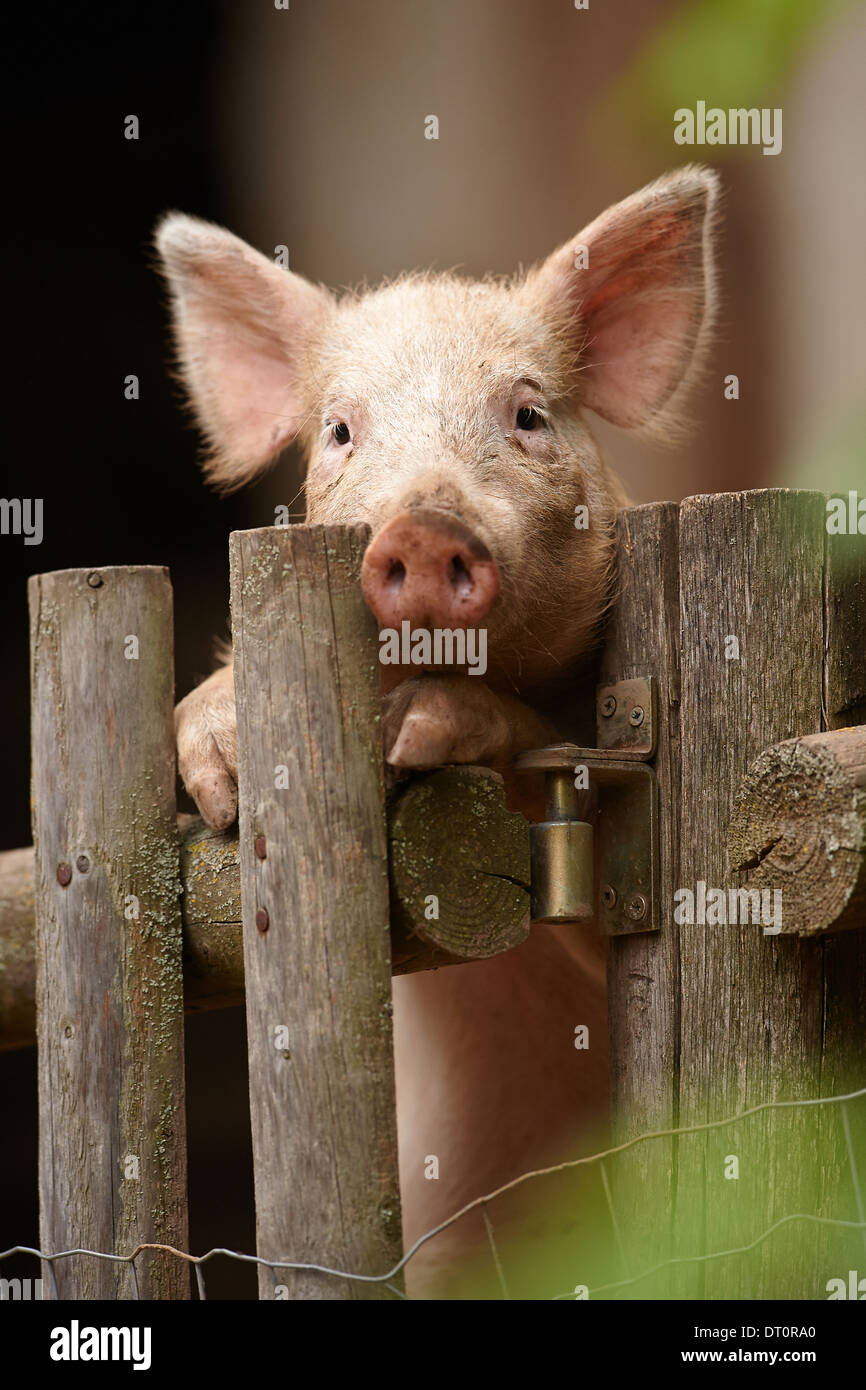 Ein junges Hausschwein oder Ferkel auf einem Zaun (Sus Scrofa Domesticus) Stockfoto