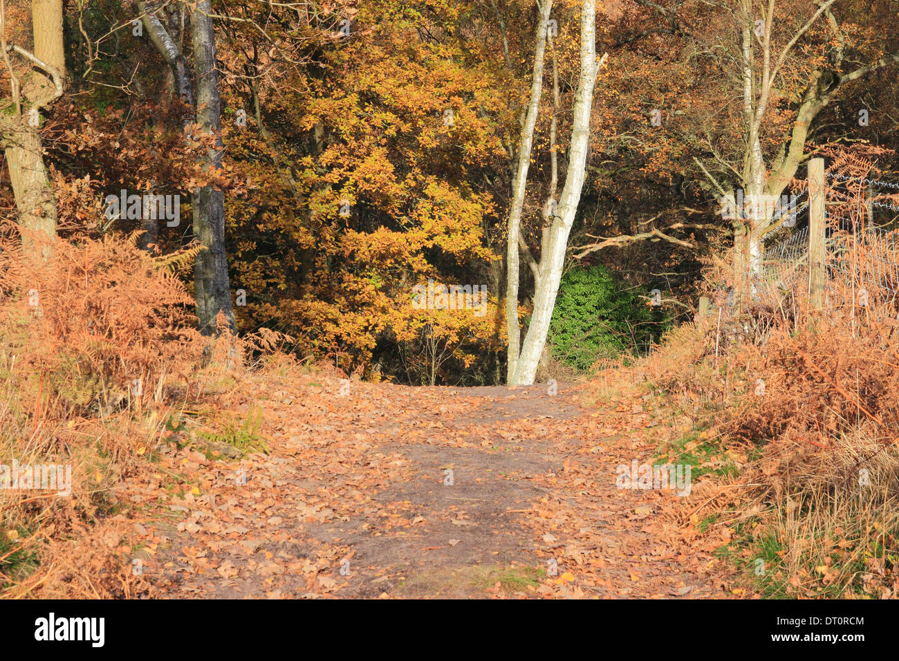 Herbst-Wald bei Kingsford Forest Park, Worcestershire, England, UK Stockfoto