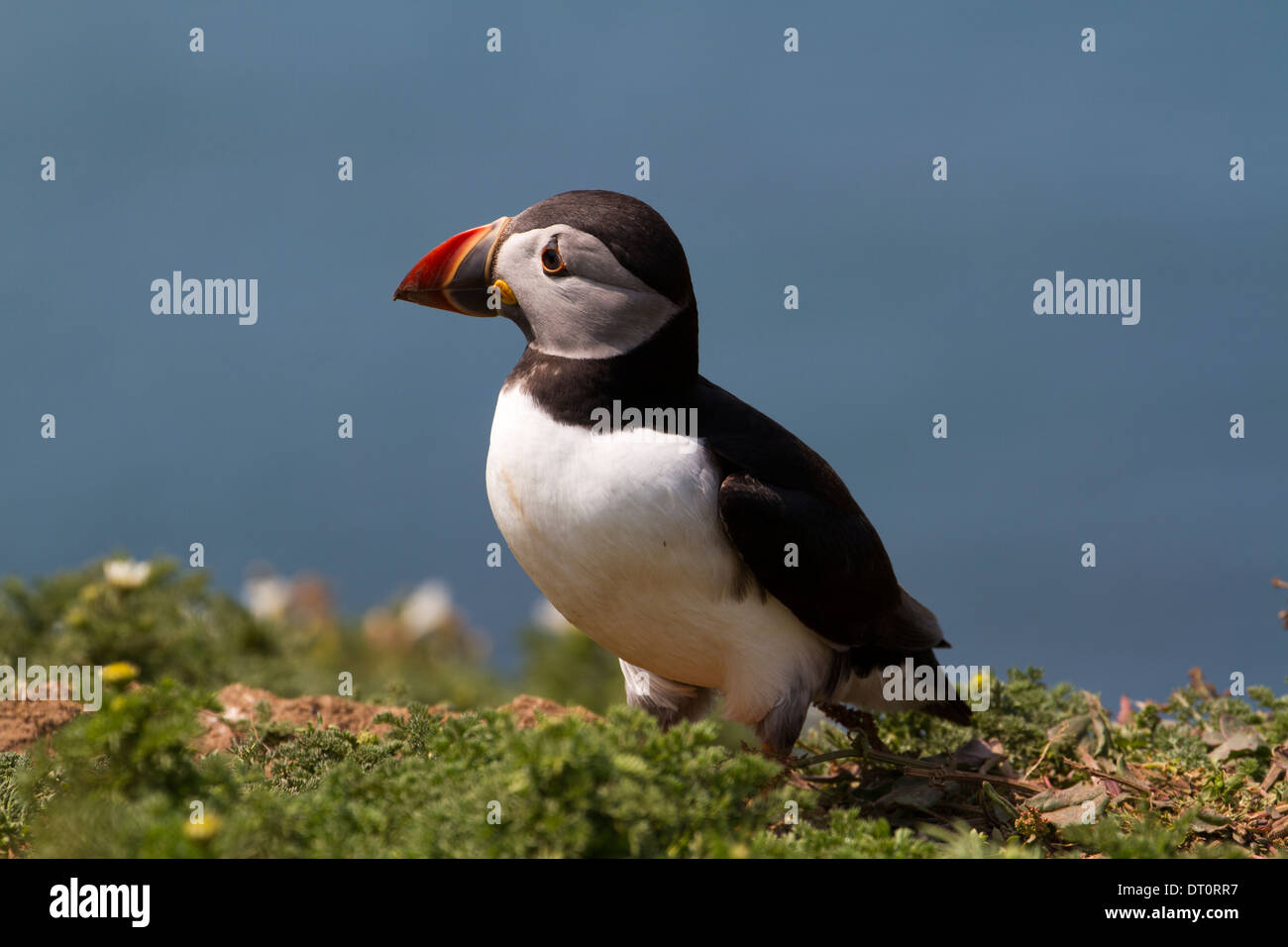 Papageitaucher (Fratercula Arctica) aka gemeinsame Puffin Stockfoto