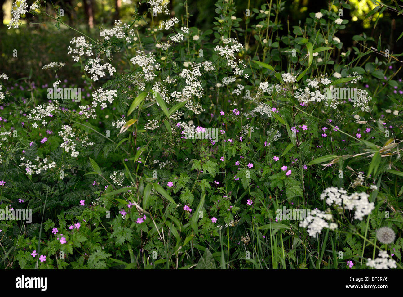 Anthriscus Sylvestris weiße Blumen Geranium Robertianum Kuh Petersilie Blume Blüte mehrjährige Parsleys Wildblumen native Stockfoto