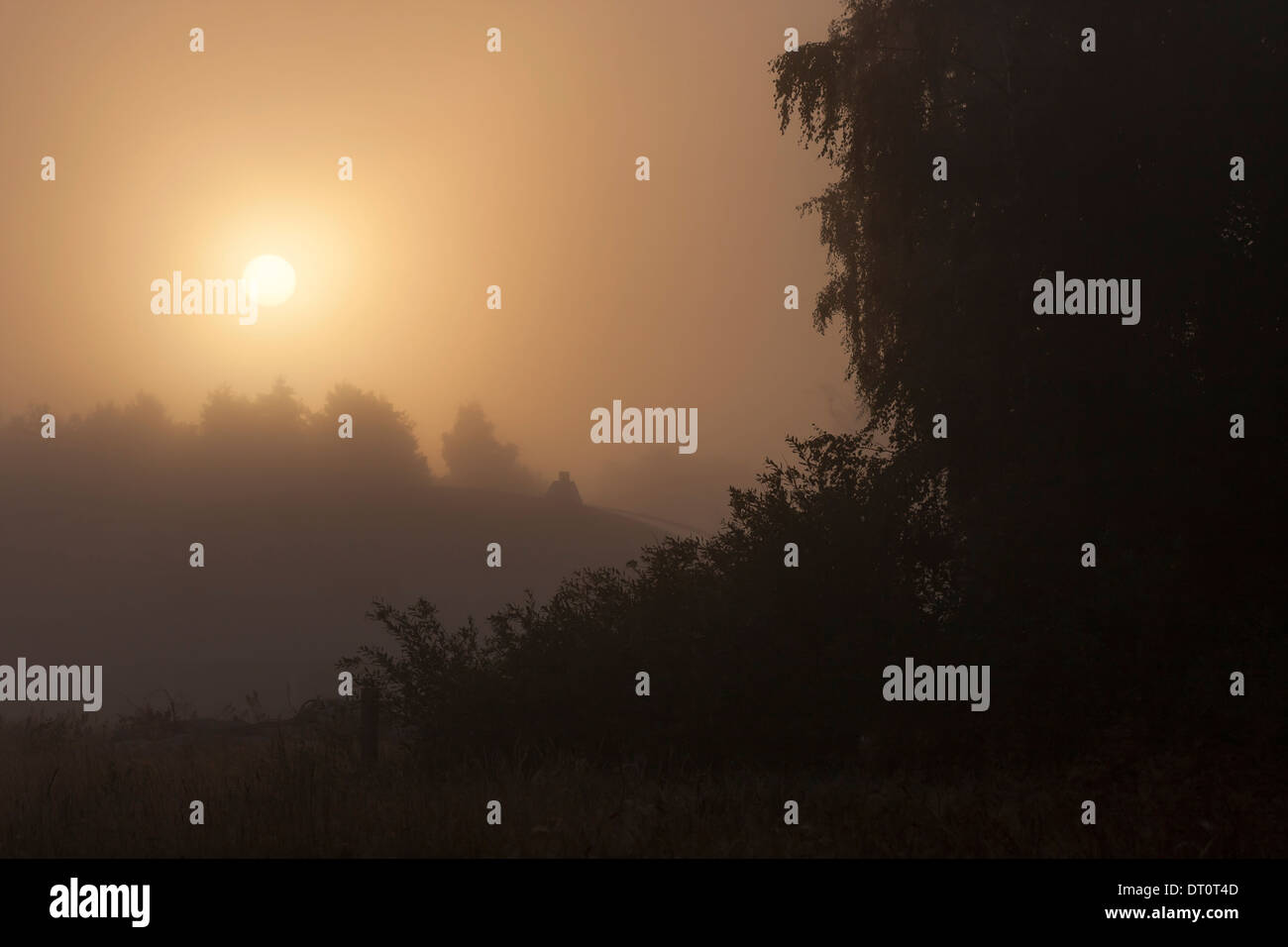 Sonnenaufgänge in nebligen Wald in den frühen Morgenstunden Stockfoto