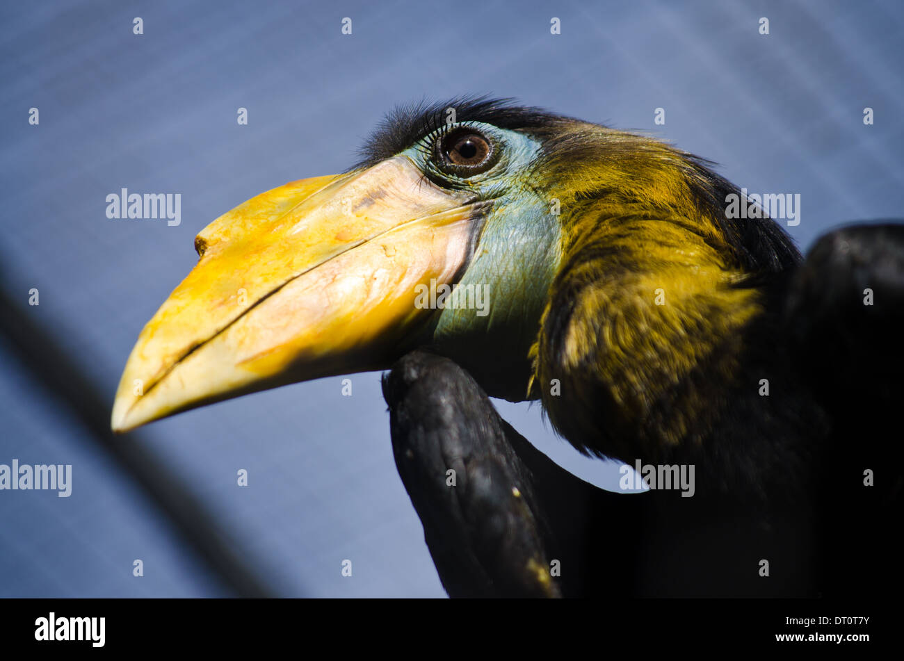 Hornbill Vogel mit großen gelben Schnabel und lange Wimpern Stockfoto