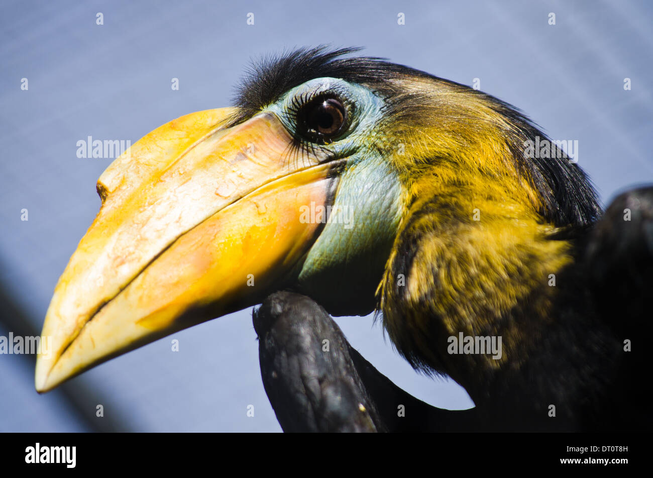 Hornbill mit leuchtend gelben Schnabel und lange Wimpern Stockfoto