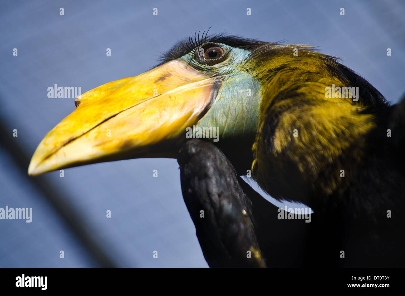 Hornbill mit leuchtend gelben Schnabel und lange Wimpern Stockfoto