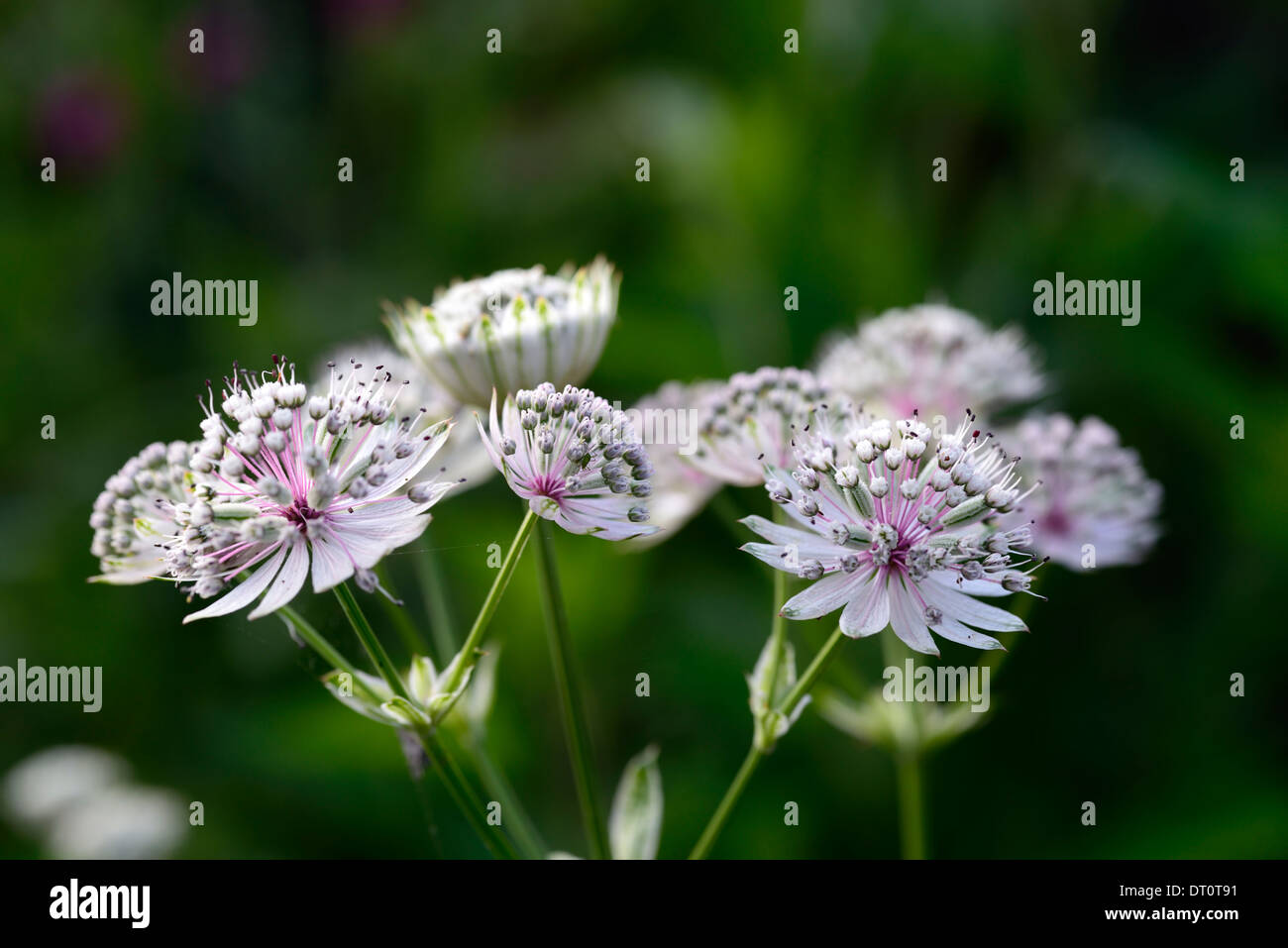 Astrantia Major Sunningdale Bunt Stockfotos und bilder Kaufen Alamy