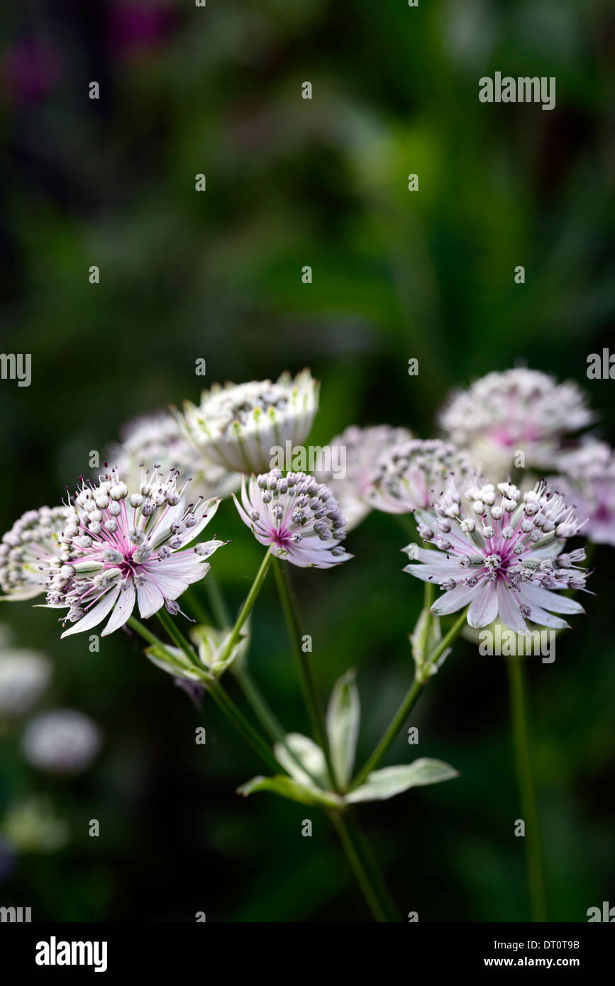 Astrantia Major Sunningdale Bunt Stockfotos und bilder Kaufen Alamy