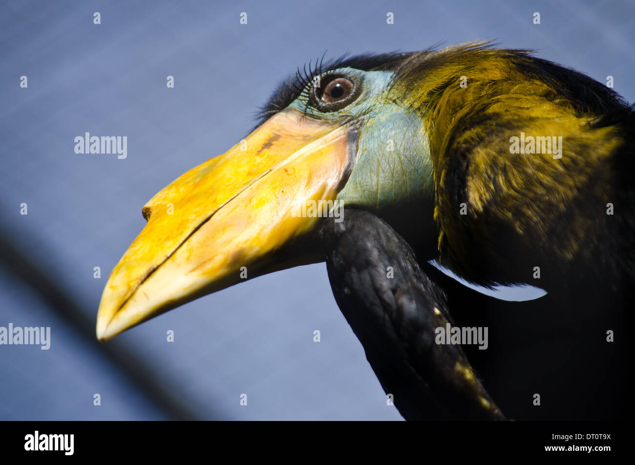 Hornbill mit leuchtend gelben Schnabel und lange Wimpern Stockfoto
